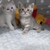 British Shorthair, Kedi  dobby fotoğrafı