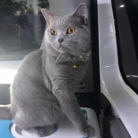 British Shorthair, Kedi  Pasa fotoğrafı