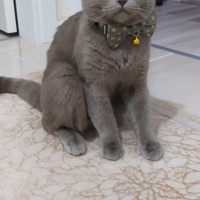 British Shorthair, Kedi  Pasa fotoğrafı