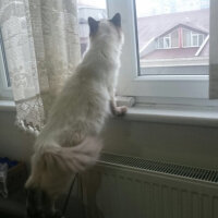 Ragdoll, Kedi  bella fotoğrafı