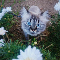 Ragdoll, Kedi  bella fotoğrafı