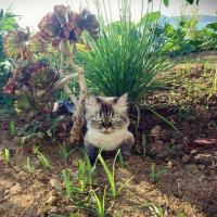 Ragdoll, Kedi  bella fotoğrafı