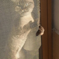 Ragdoll, Kedi  bella fotoğrafı