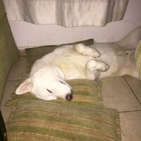 Sibirya Kurdu (Husky), Köpek  sezar fotoğrafı