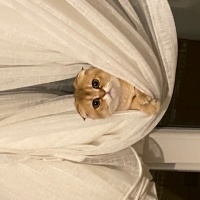 Scottish Fold, Kedi  Bal fotoğrafı