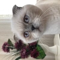 Scottish Fold, Kedi  Paşa fotoğrafı