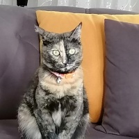 Tekir Kedi, Kedi  Şanslı fotoğrafı