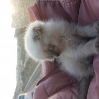 Scottish Fold, Kedi  Ercü fotoğrafı