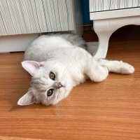 British Shorthair, Kedi  Casper fotoğrafı