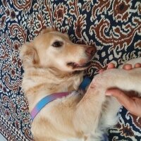 Golden Retriever, Köpek  Şila, Hatay ve çevre iller, Acil yuva fotoğrafı