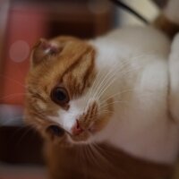 Scottish Fold, Kedi  Şira fotoğrafı