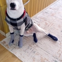 Amerikan Pitbull Terrier, Köpek  Duke fotoğrafı