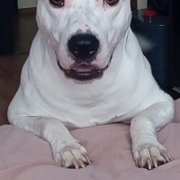 Amerikan Pitbull Terrier, Köpek  Duke fotoğrafı