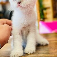 Scottish Fold, Kedi  ARYA fotoğrafı