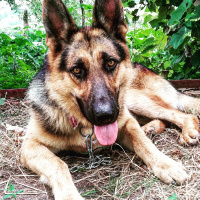 Alman Çoban Köpeği, Köpek  PAŞA  fotoğrafı
