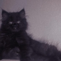 British Longhair, Kedi  GECE fotoğrafı