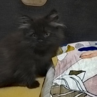 British Longhair, Kedi  GECE fotoğrafı