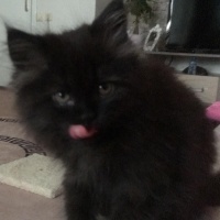 British Longhair, Kedi  GECE fotoğrafı