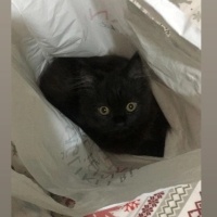 British Longhair, Kedi  GECE fotoğrafı