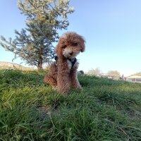 Poodle (Minyatür Kaniş), Köpek  Tarçın fotoğrafı