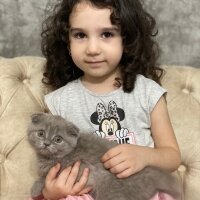 Scottish Fold, Kedi  Paşa fotoğrafı