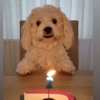 Maltese, Köpek  Bulut fotoğrafı