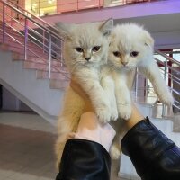 Scottish Fold, Kedi  raki fotoğrafı