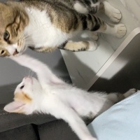 Tekir Kedi, Kedi  Miniş ve Minti fotoğrafı