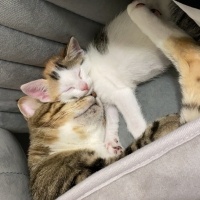 Tekir Kedi, Kedi  Miniş ve Minti fotoğrafı