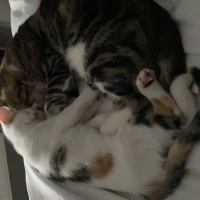 Tekir Kedi, Kedi  Miniş ve Minti fotoğrafı