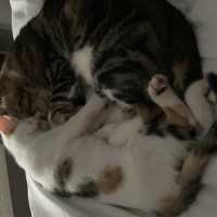 Tekir Kedi, Kedi  Miniş ve Minti fotoğrafı