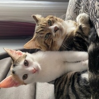 Tekir Kedi, Kedi  Miniş ve Minti fotoğrafı