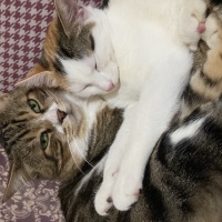 Tekir Kedi, Kedi  Miniş ve Minti fotoğrafı