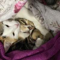 Tekir Kedi, Kedi  Miniş ve Minti fotoğrafı