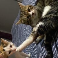 Tekir Kedi, Kedi  Miniş ve Minti fotoğrafı
