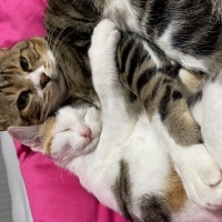 Tekir Kedi, Kedi  Miniş ve Minti fotoğrafı