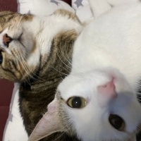 Tekir Kedi, Kedi  Miniş ve Minti fotoğrafı