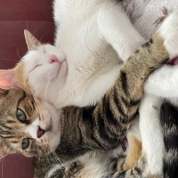 Tekir Kedi, Kedi  Miniş ve Minti fotoğrafı