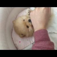 Pomeranyalı, Köpek  Köpük fotoğrafı