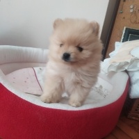 Pomeranyalı, Köpek  Köpük fotoğrafı
