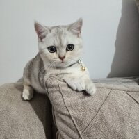 British Shorthair, Kedi  ALEX fotoğrafı