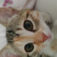 Tekir Kedi, Kedi  Boncuk fotoğrafı