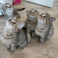 Scottish Fold, Kedi  Adını sen koy fotoğrafı