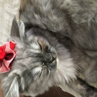 Chinchilla, Kedi  gümüş fotoğrafı