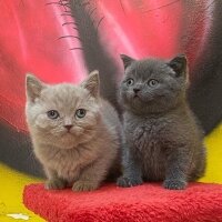 Scottish Fold, Kedi  Mila ve Asil fotoğrafı