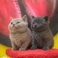 Scottish Fold, Kedi  Mila ve Asil fotoğrafı