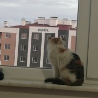 Tekir Kedi, Kedi  Balli fotoğrafı