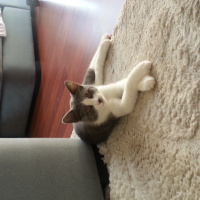Tekir Kedi, Kedi  Duman (5432122467 Özcan ) fotoğrafı
