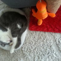 Tekir Kedi, Kedi  Duman (5432122467 Özcan ) fotoğrafı