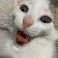 Tekir Kedi, Kedi  Minti fotoğrafı